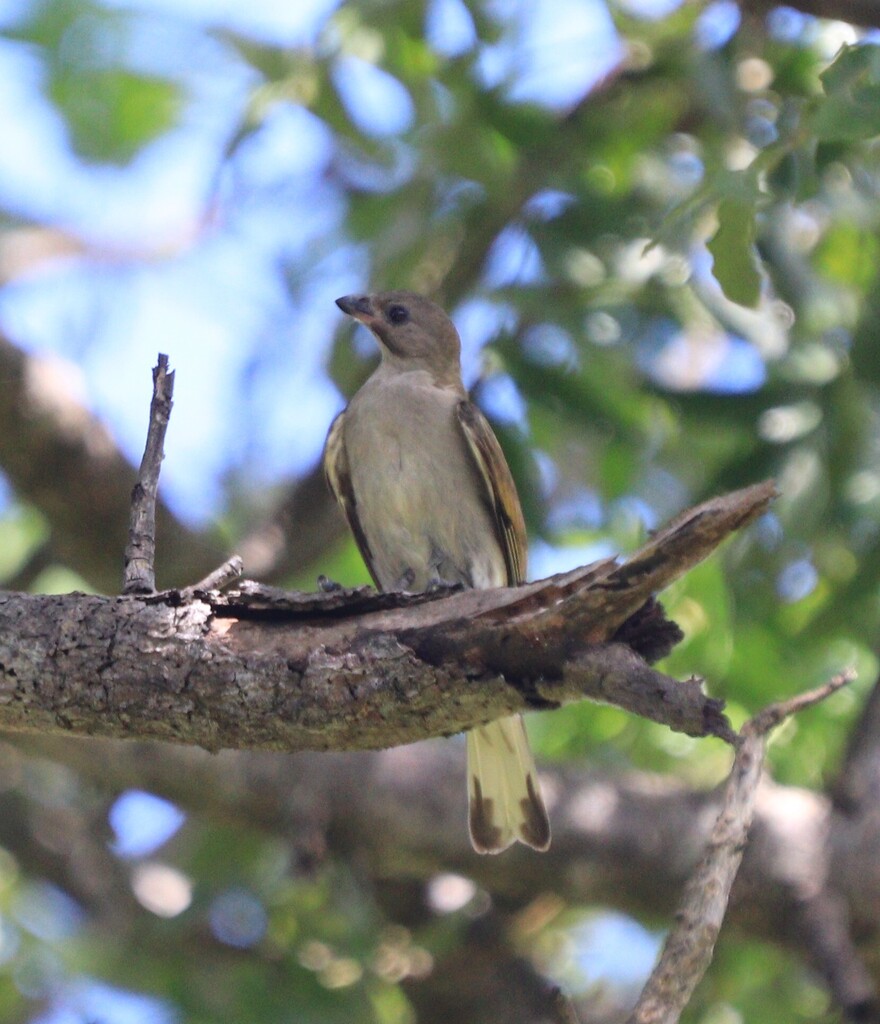 Lesser Honeyguide South African Lesser Honeyguide from Richards Bay, South Africa on ...