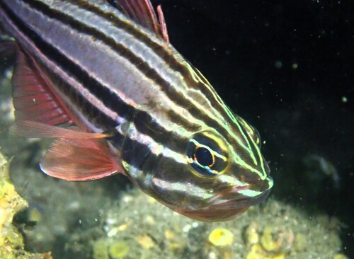 Sydney cardinalfish (Ostorhinchus limenus) — Apogonidae — 4