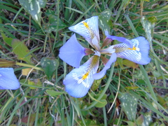 Iris unguicularis