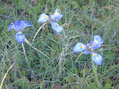 Iris unguicularis
