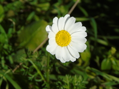 Anthemis chia