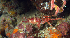 Pilumnus