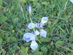 Iris unguicularis