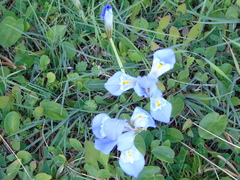 Iris unguicularis