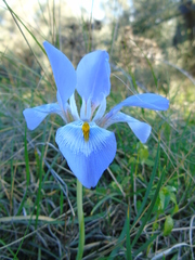 Iris unguicularis