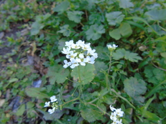 Capsella grandiflora