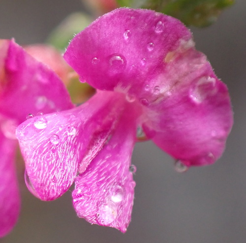 Slender Indigo (Indigofera pappei)