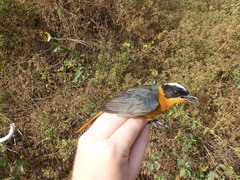 Cossypha niveicapilla