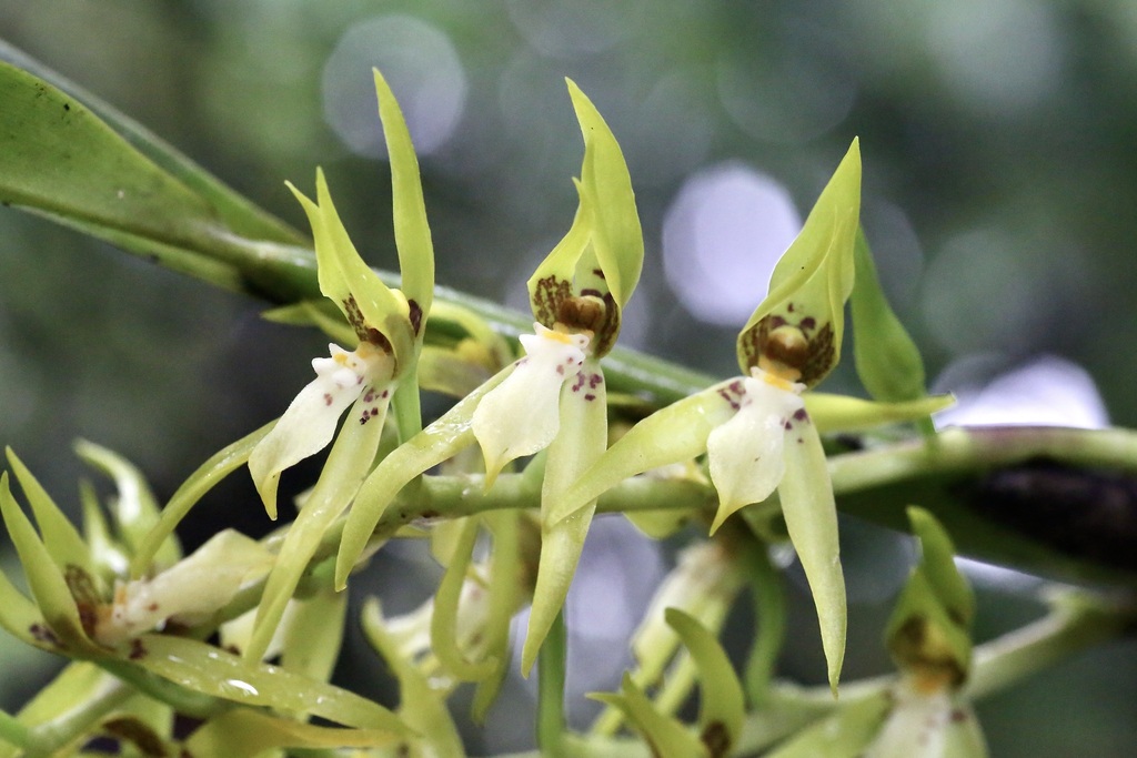 Brassia warszewiczii Rchb.f. 4