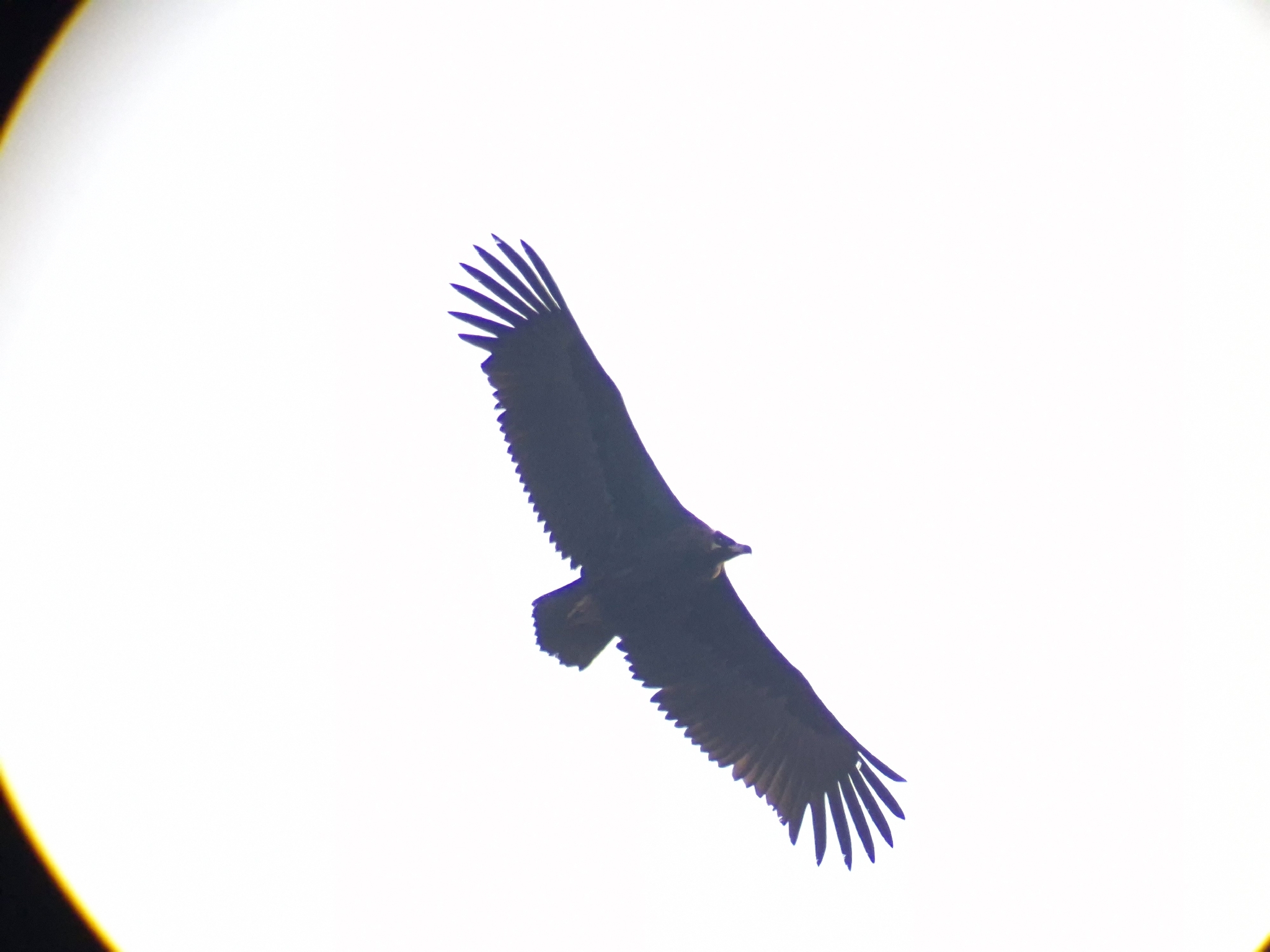 Aegypius monachus (Linnaeus, 1766)