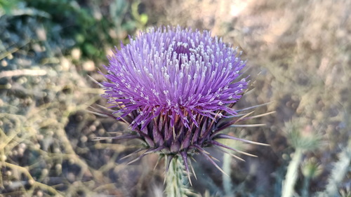 Onopordum leptolepis