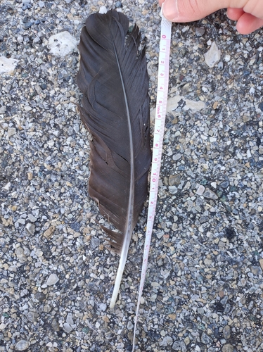 Plume de Grand Corbeau