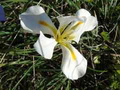 Iris unguicularis