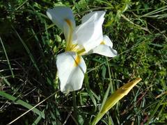 Iris unguicularis