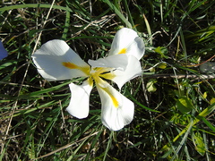 Iris unguicularis