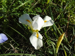 Iris unguicularis