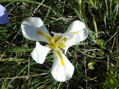 Iris unguicularis