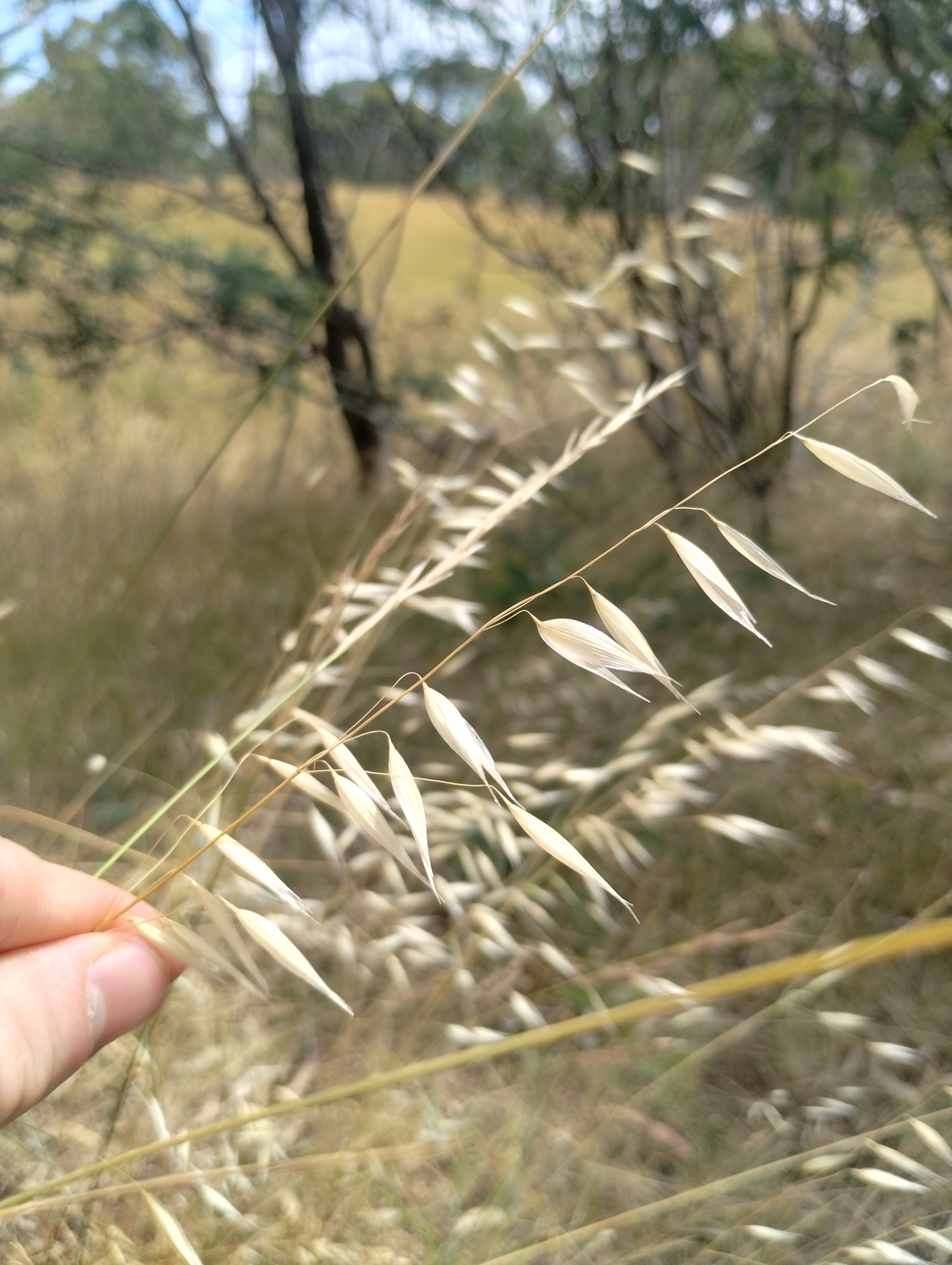 Slender wild oat