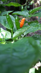Capsicum frutescens