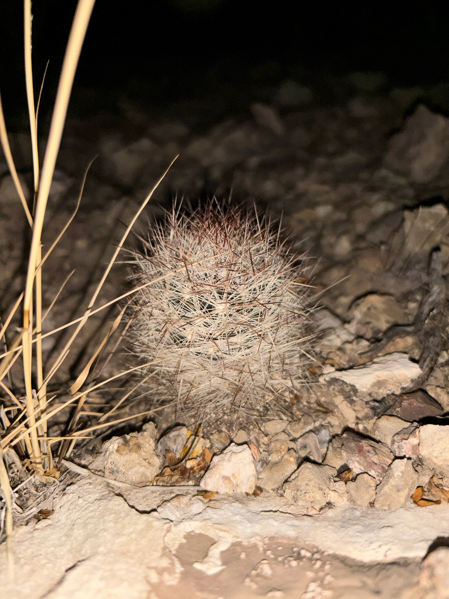 Escobaria duncanii
