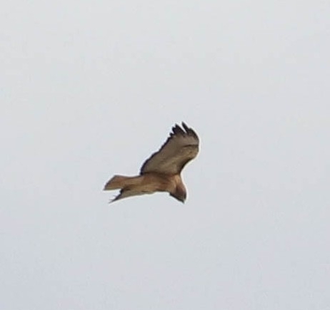 iNaturalist observation 2025-12-26