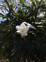 Plumeria pudica
