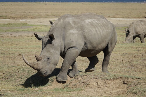 White rhinoceros