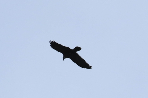 iNaturalist observation 2025-12-26