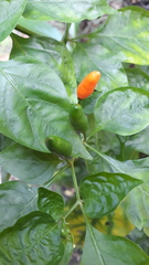 Capsicum frutescens