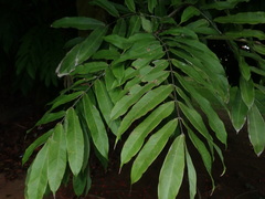 Brownea grandiceps