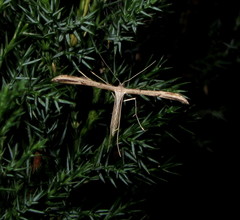 Stenoptilia pelidnodactyla