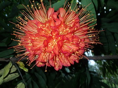 Brownea grandiceps