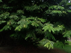 Brownea grandiceps