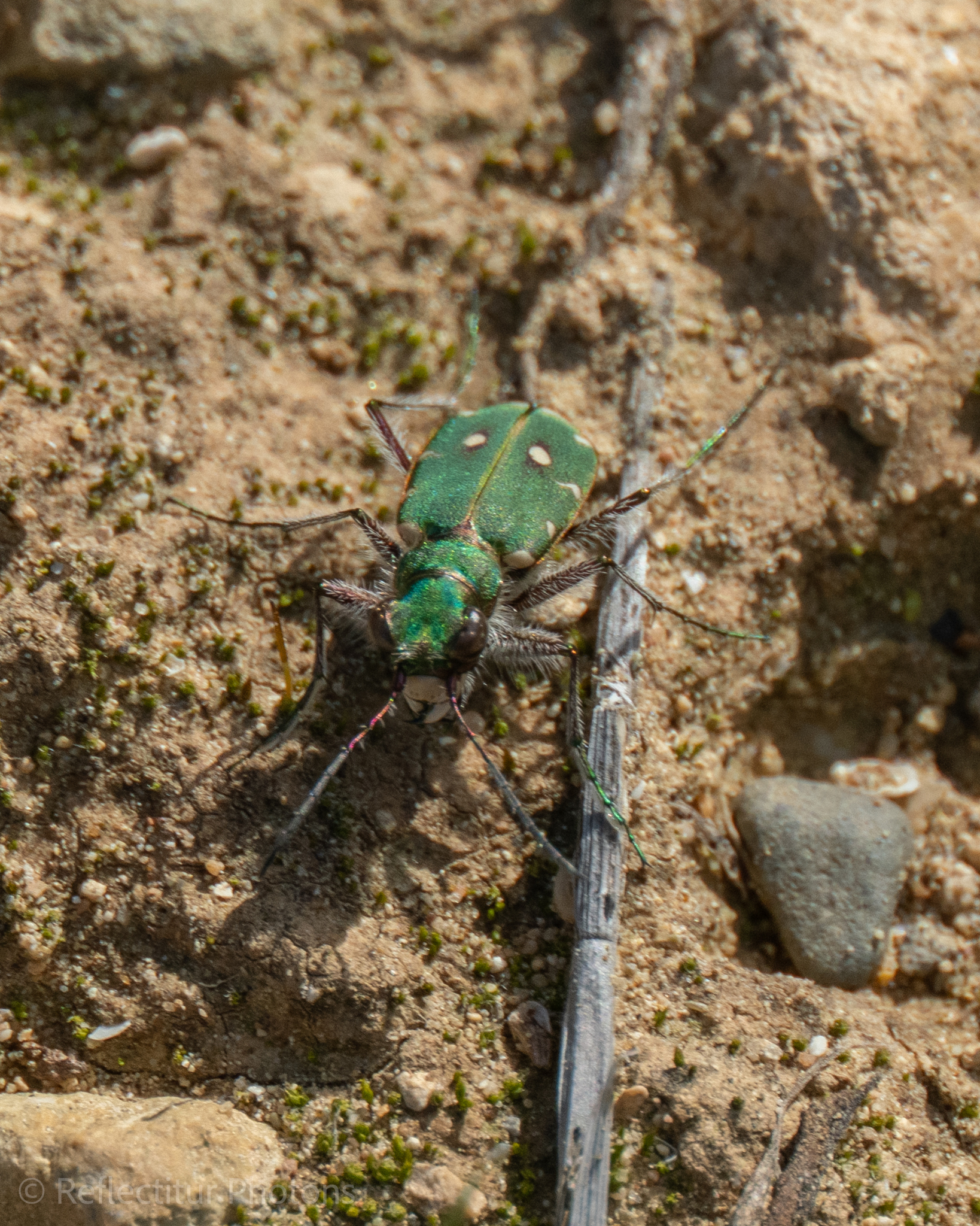 Cicindela campestris