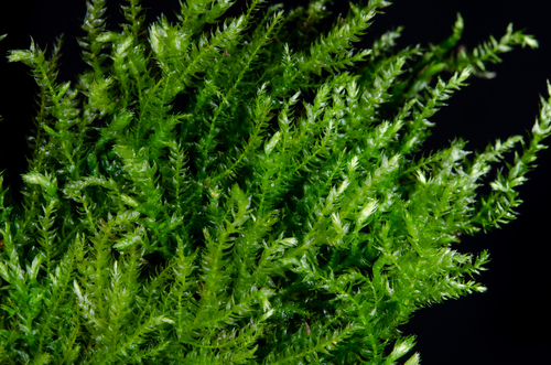 Hygroamblystegium tenax observed 2025-10-30