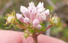 Phylica lachneaeoides, photograph (c) Nicola van Berkel, some rights reserved (CC BY-SA)