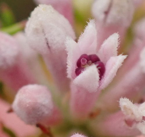 Phylica lachneaeoides, photograph 3
