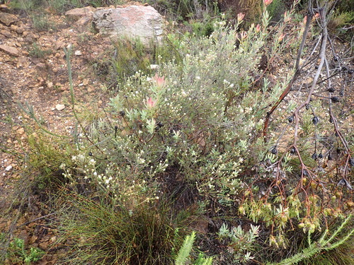 Phylica lachneaeoides, photograph 4