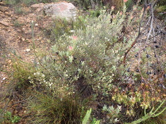 Phylica lachneaeoides, photograph (c) Nicola van Berkel, some rights reserved (CC BY-SA)