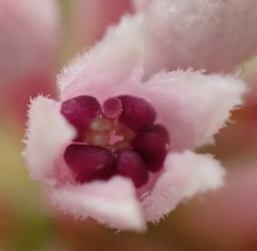 Phylica lachneaeoides, photograph 1