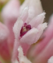 Phylica lachneaeoides, photograph (c) Nicola van Berkel, some rights reserved (CC BY-SA)