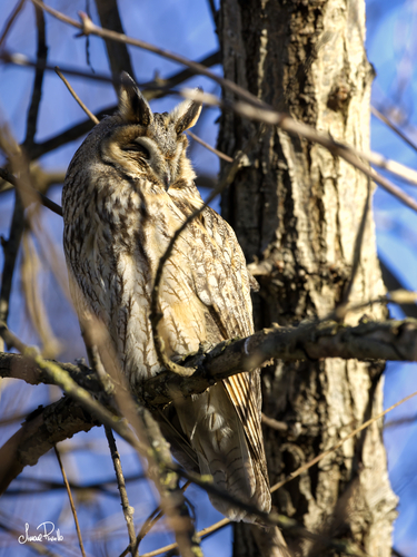 View observation of {o.common_name} on iNaturalist