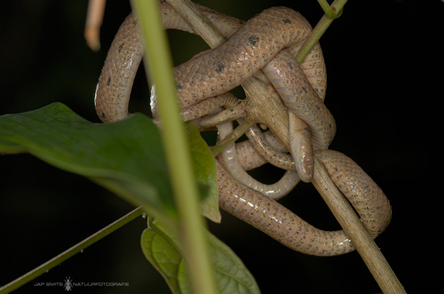 Antsiranana Tree Snake