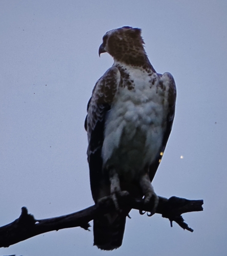 Martial Eagle (Polemaetus bellicosus)