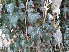 Hedera helix