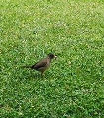 Turdus falcklandii