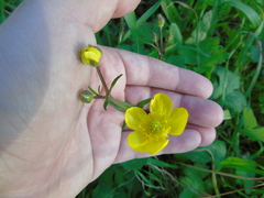 Ranunculus neapolitanus