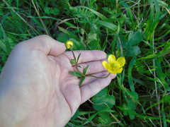 Ranunculus neapolitanus