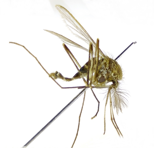 Orthopodomyia pulcripalpis