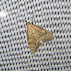 Udea fulvalis